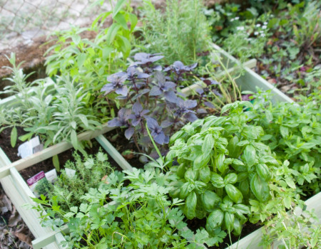 miniatur amedi ambient